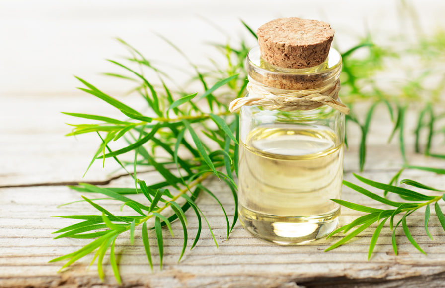 Tea Tree Oil And Acne