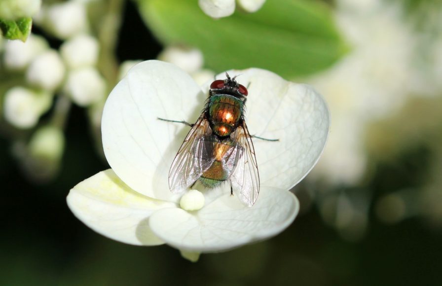 DIY All-Natural Bug Repellent Spray